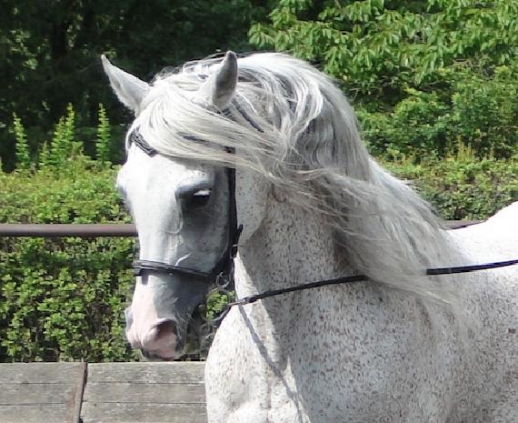 Bild eines Schimmels