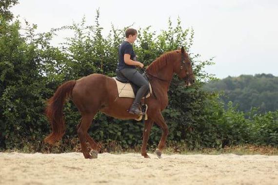 Bild von Dagmar Reinhardt auf Pferd